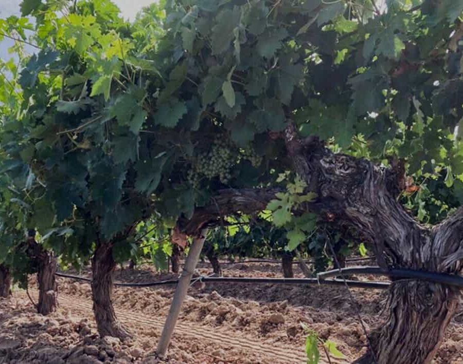 Viñedos en espaldera federico