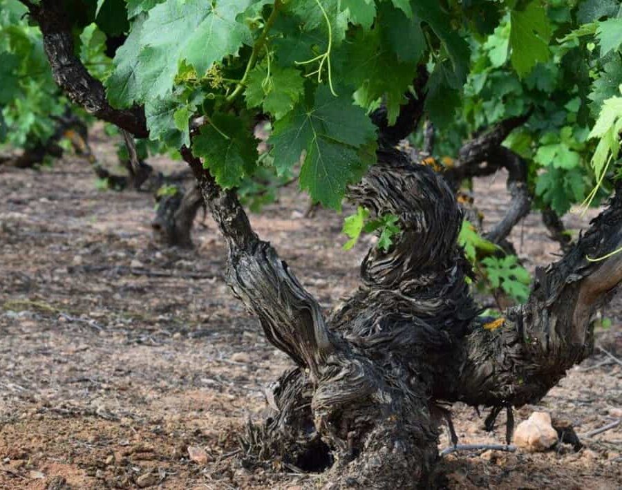 viñedos en vaso federico