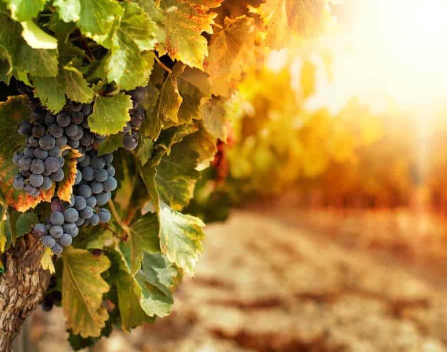 fermentacion-vino-federico