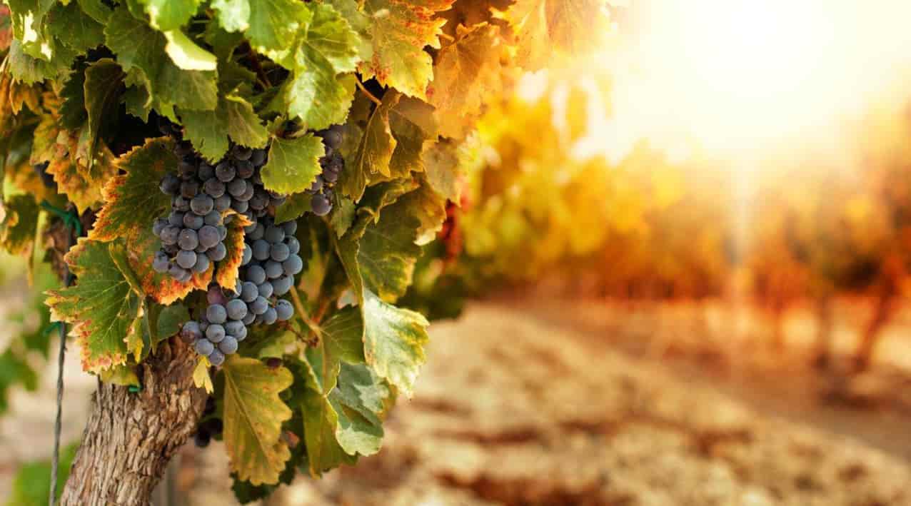 fermentacion-vino-federico