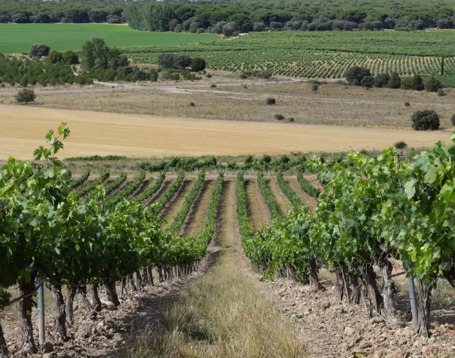 altura-viñedo-ribera-del-duero