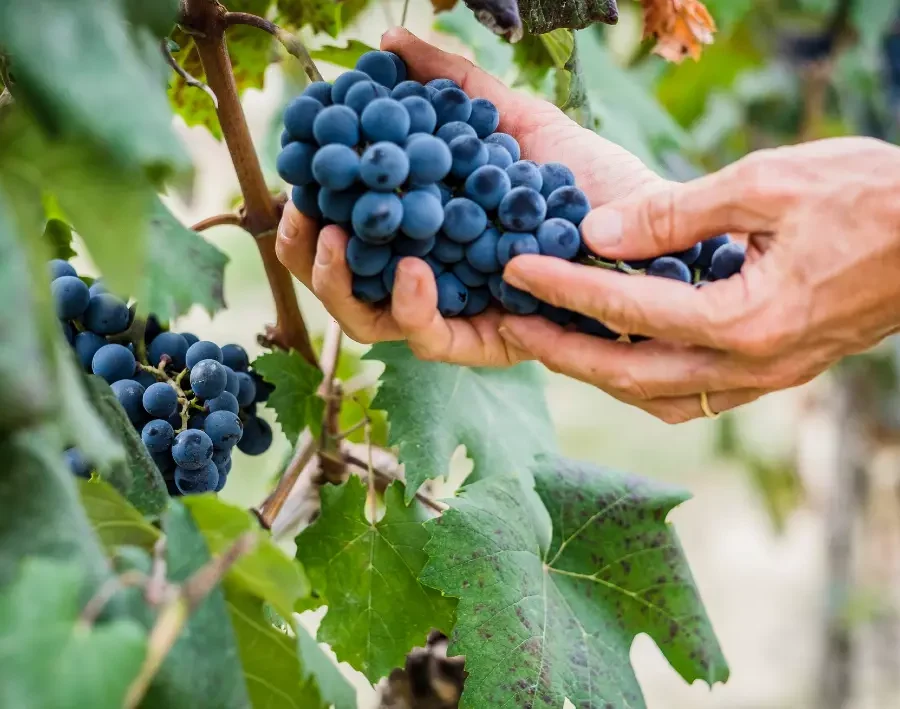 vendimia bodegas federico