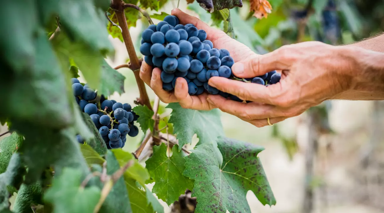 vendimia bodegas federico